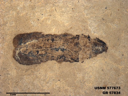 Genus sp