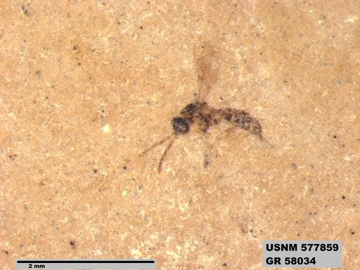 Insecta