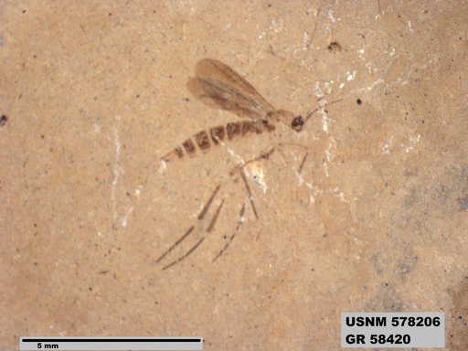 Insecta