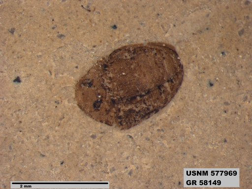 Insecta