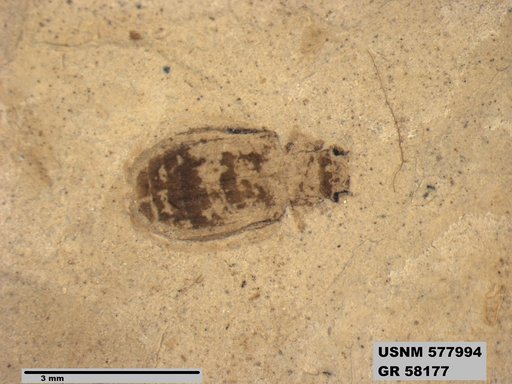 Genus sp
