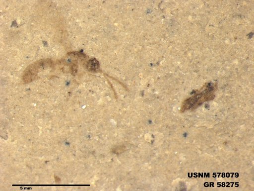 Insecta