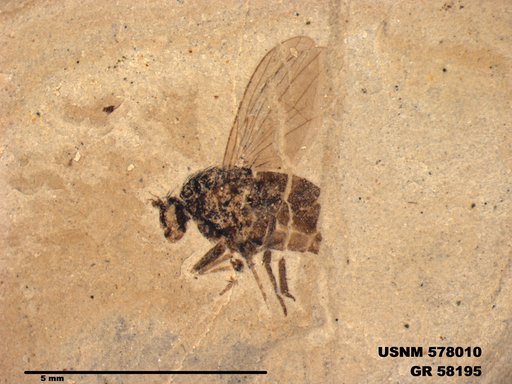 Insecta