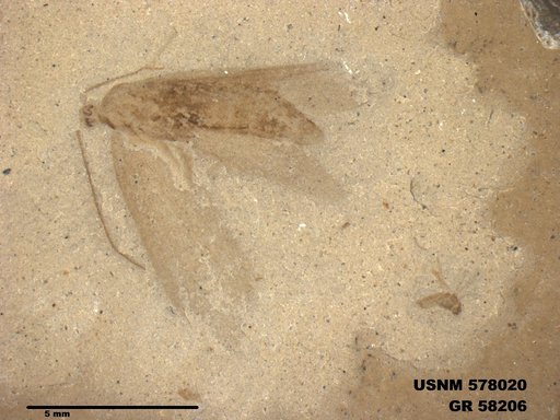 Insecta