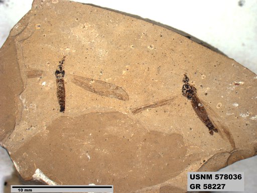 Insecta