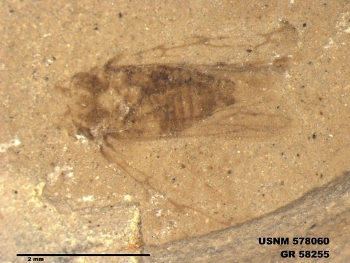Genus sp
