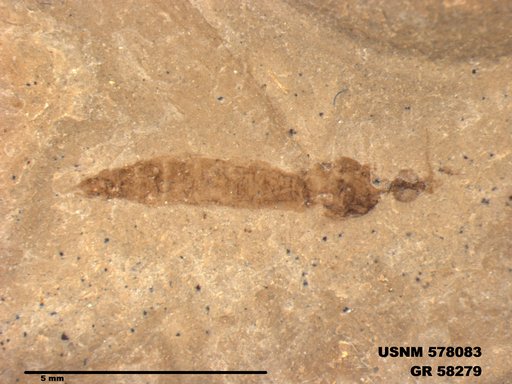 Insecta