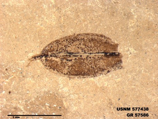 Insecta