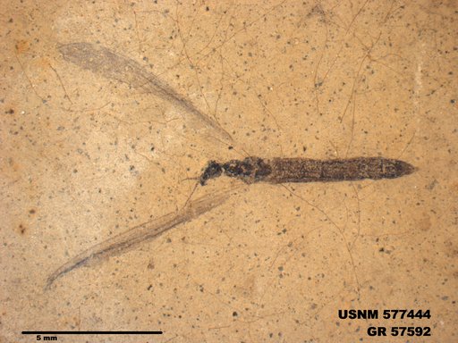 Insecta