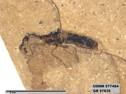 Genus sp