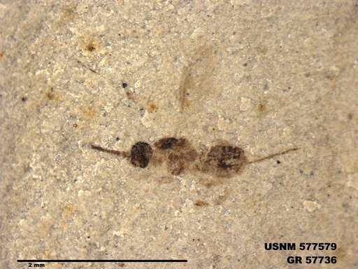 Insecta
