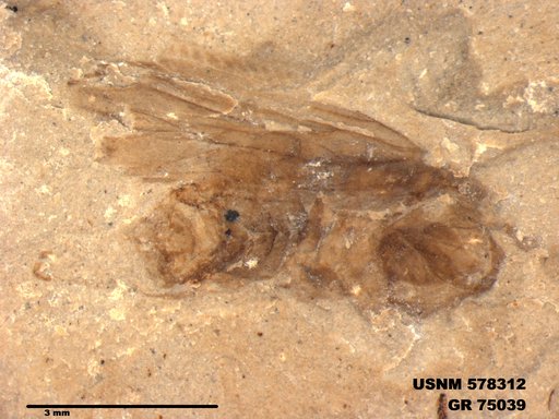 Insecta