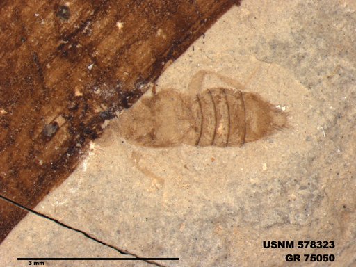 Genus sp