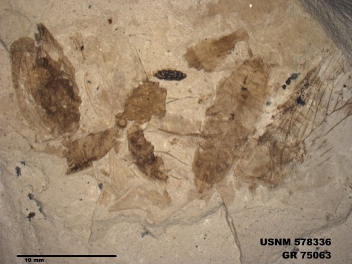 Genus sp