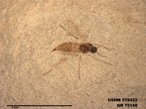 Genus sp