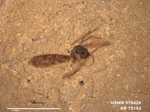 Genus sp