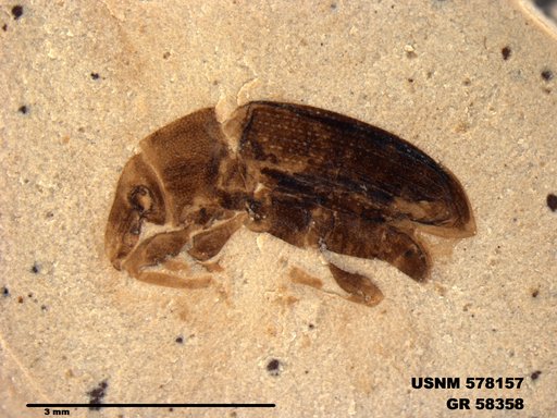 Insecta