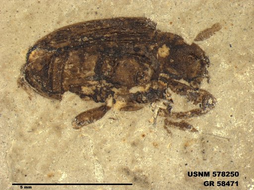 Insecta