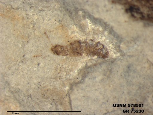 Insecta