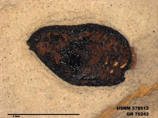 Insecta