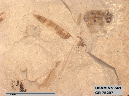 Genus sp