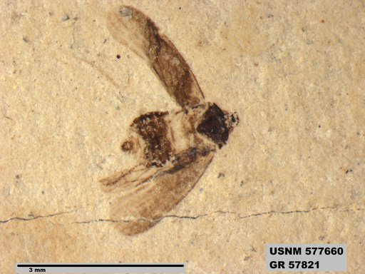 Genus sp