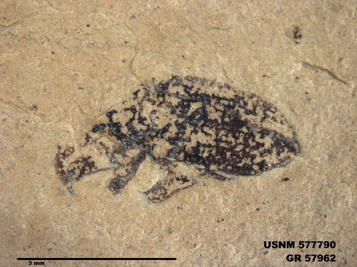 Insecta