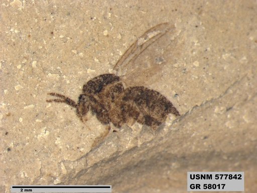Insecta