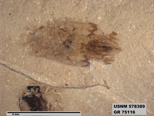 Tipula sp