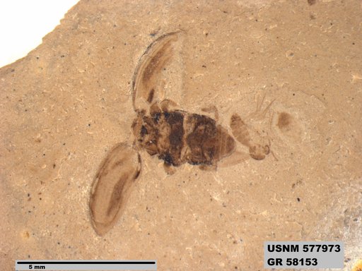 Insecta