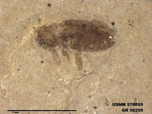 Insecta