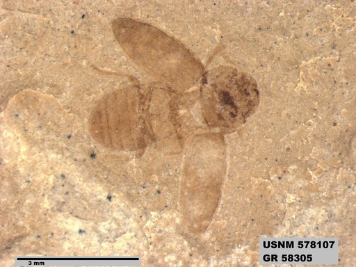 Insecta
