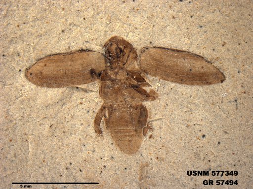 Insecta