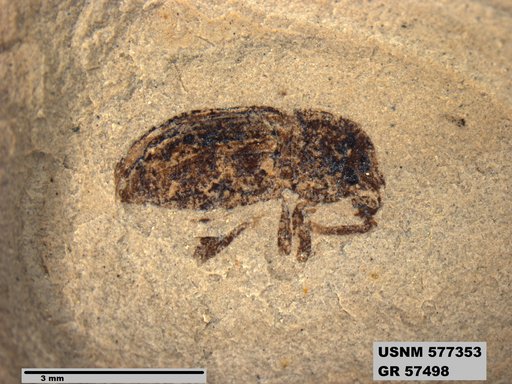 Insecta