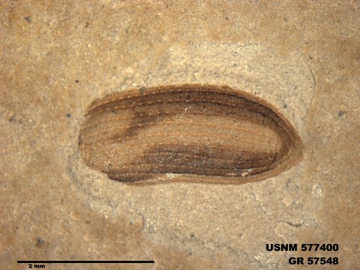 Insecta