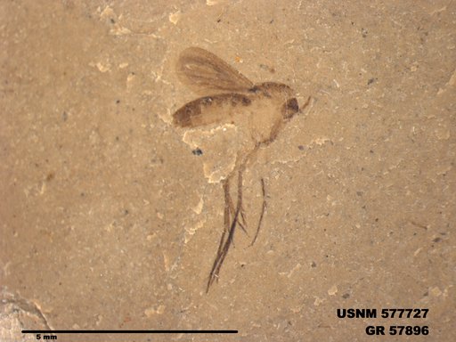 Insecta