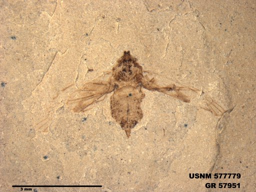 Genus sp
