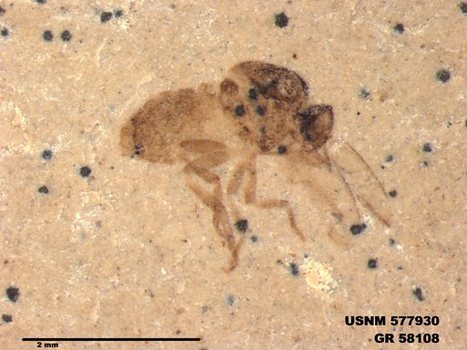 Insecta