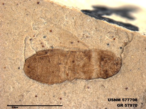 Insecta