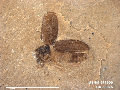 Insecta