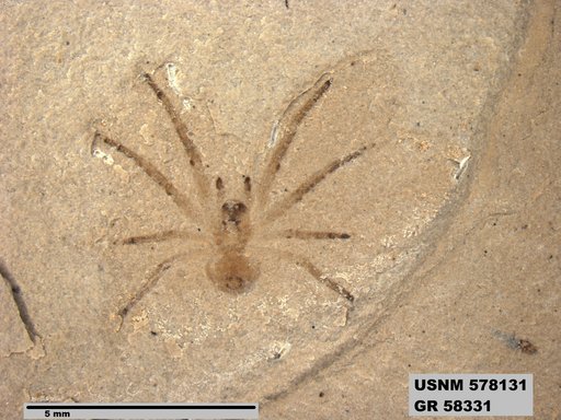 Insecta