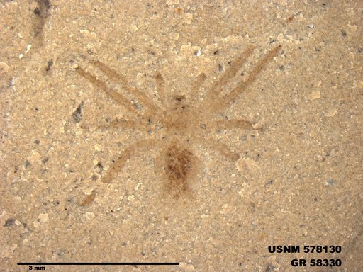 Insecta
