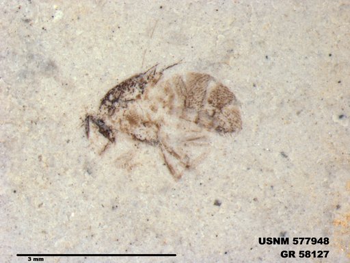 Insecta