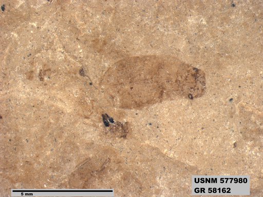 Insecta