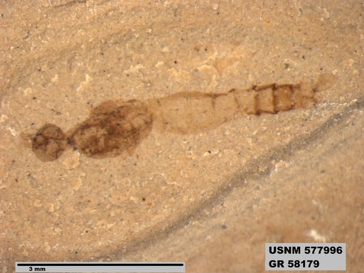 Insecta