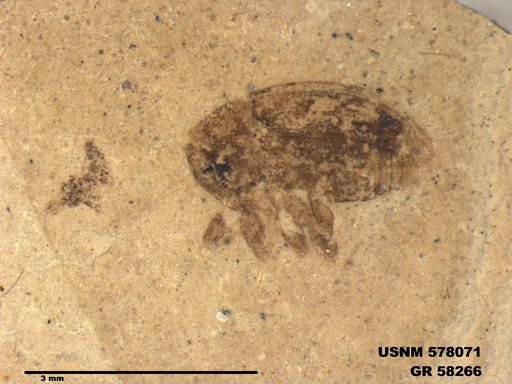 Insecta