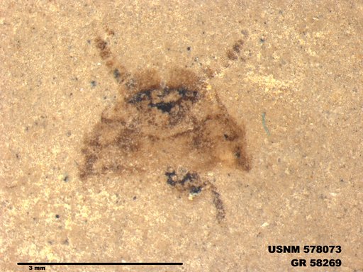 Genus sp