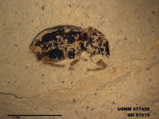 Insecta
