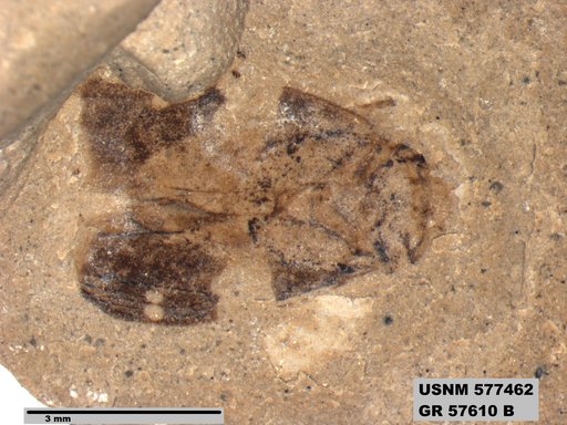 Genus sp