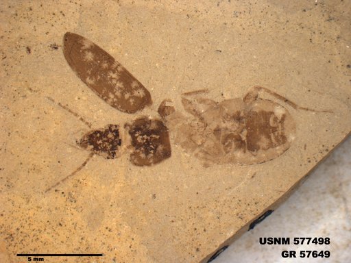 Insecta